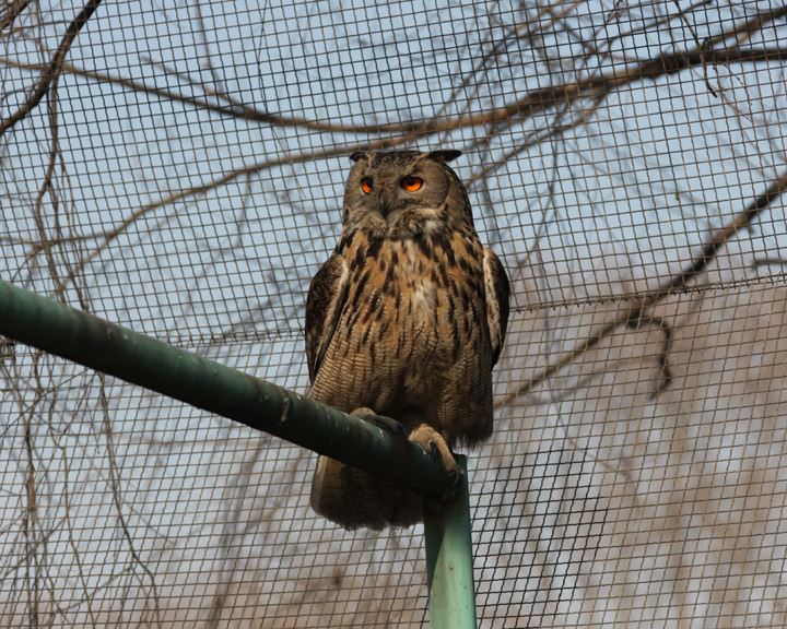 燕山石化牛口峪生态园区营救珍稀动物雕枭 | 燕